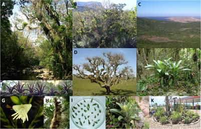 Spatiotemporal Variation on Fertility, Mating System, and Gene Flow in Vriesea gigantea (Bromeliaceae), an Atlantic Forest Species